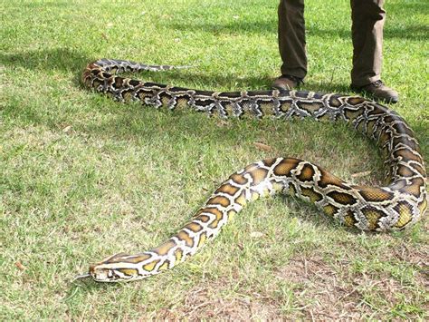 piton yılanı kaç kilo
